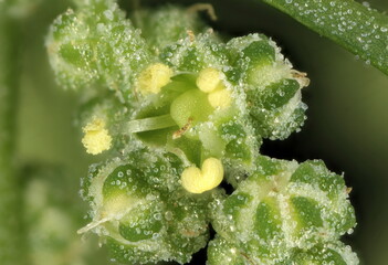 Common Orache (Atriplex patula). Inflorescence Detail Closeup