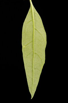 Common Orache (Atriplex patula). Leaf Closeup