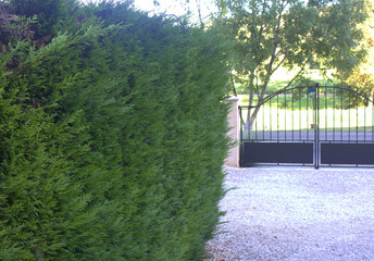 haie de thuyas ,clôture de jardin