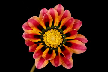 Treasure Flower (Gazania rigens). Flowering Capitulum Closeup