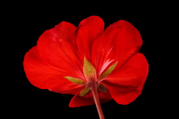 Horse-Shoe Pelargonium (Pelargonium zonale). Flower Closeup