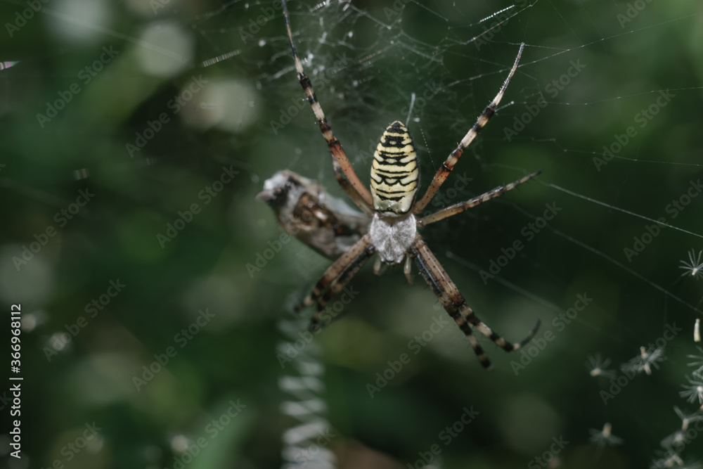 Poster cobweb or spider's web against a natural background, dew drops on a spider .