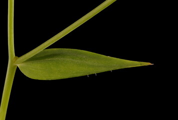 Crimson Flax (Linum grandiflorum). Leaf Closeup