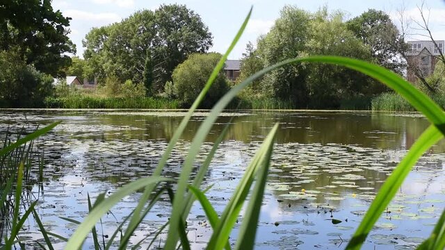 Lake in the English countryside 