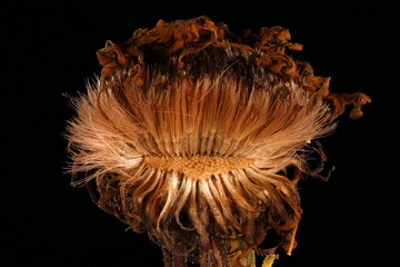 Hairy Michaelmas Daisy (Symphyotrichum novae-angliae). Fruiting Capitulum Closeup