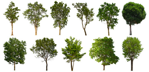 isolated tree green set is located on a white background.Collection of isolated tree green on white background Tropical tree