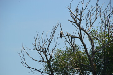 Local fishermen in a mokoro canoe on the Okavango Delta in Botswana