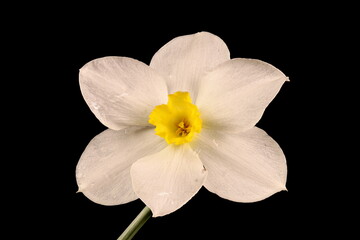 Fototapeta na wymiar Primrose-Peerless (Narcissus x medioluteus). Flower Closeup