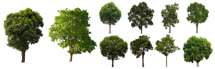 Obraz premium isolated tree green set is located on a white background.Collection of isolated tree green on white background Tropical tree