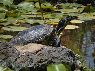Aquatic turtle of the genus trachemys, basking on a stone