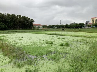 Rizi&egrave;re &agrave; Hoi An, Vietnam