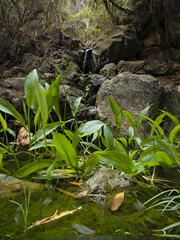 Small watercourse in a shady forest