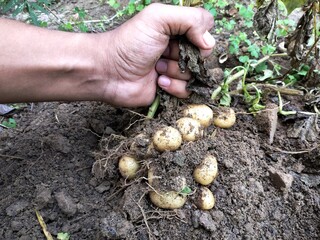 Hand harvesting potatoes in a farm .