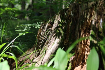 tree stump in the forest moss and grass