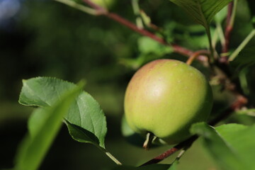 one green apple on a tree