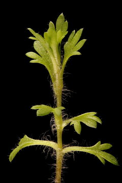 Tufted Saxifrage (Saxifraga Cespitosa). Leaf Closeup