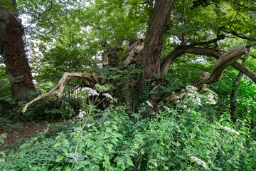 THE 800 Year Old, Great Chestnut Tree