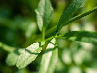 Green leaves in the sunlight