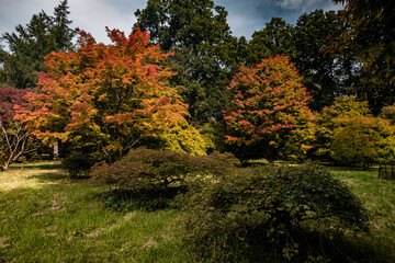 Sunshine before Rain in the Acer Grove.