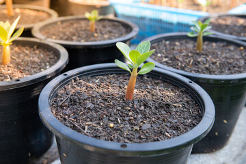 Seedlings of azalea planted in pots, Adenium is a succulent plant popular as a decorative plant for the house.