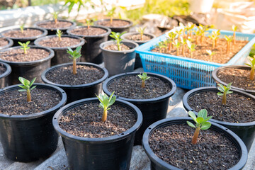 Seedlings of azalea planted in pots, Adenium is a succulent plant popular as a decorative plant for the house.