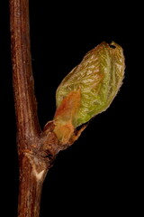 Riverbank Grape (Vitis riparia). Leaf Bud Closeup