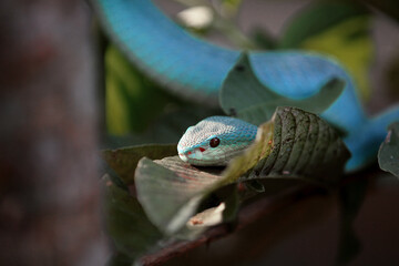 White-lipped island pit blue viper (Trimeresurus insularis) is a venomous pit viper found in Indonesia and East Timor.