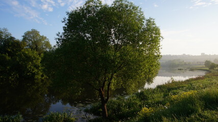 tree on the river bank