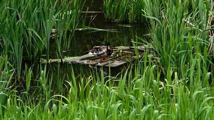 duck on the river among the grass