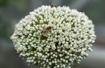 Leek blooming. Pollination of plants by insects.