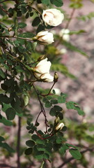 white rosehip with green leaves