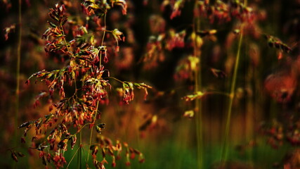 small red spikelets of a plant in a meadow