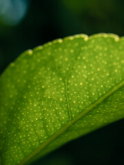 Green leaf close up