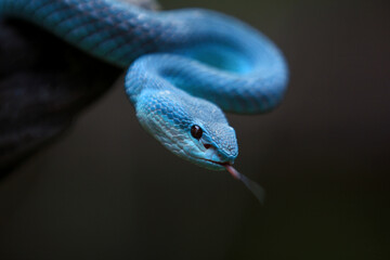 White-lipped island pit blue viper (Trimeresurus insularis) is a venomous pit viper found in...