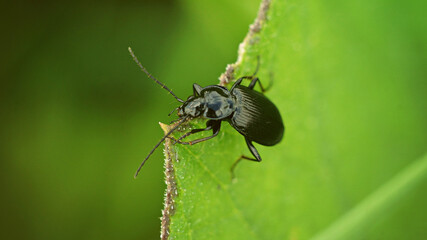 black beetle climbs to the edge of the leaf