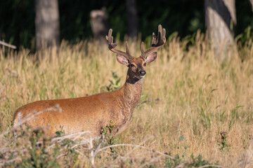 Whitetail Deer Buck in Velvet in Colorado in Summer