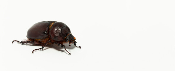 European rhinoceros beetle (Oryctes nasicornis) is a large flying beetle belonging to the subfamily Dynastinae. Place for the label.