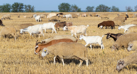 A herd of goats and sheep. Animals graze on the stubble of wheat. Round bales of straw in the field.