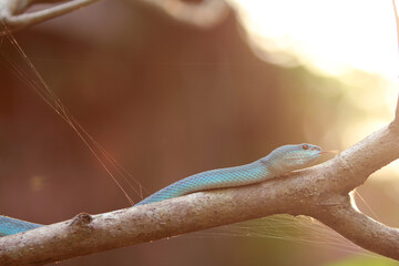 White-lipped island pit blue viper (Trimeresurus insularis) is a venomous pit viper found in Indonesia and East Timor.