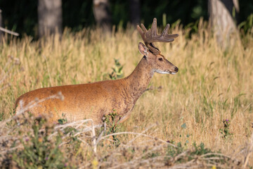 Naklejka na ściany i meble Whitetail Deer Buck in Velvet in Colorado in Summer