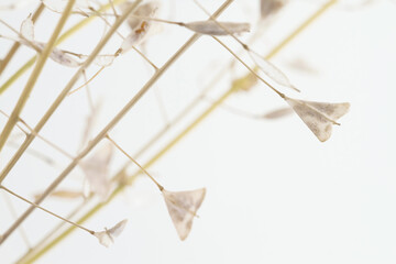 Beige color little heart shape delicate flowers isolated on white background macro romantic wallpaper