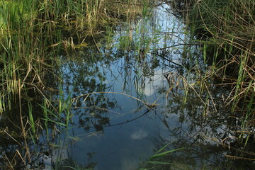 reeds in the lake (Banyoles, Lleida, Spain)
