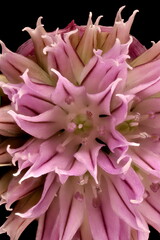 Chives (Allium schoenoprasum). Inflorescence Detail Closeup