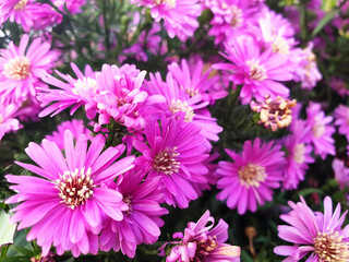 Pink Aster or Aster amellus flowers on the bush.