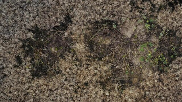 Wildschweine haben Schaden in einem Rapsfeld angerichtet