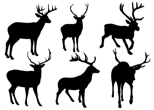 Deer are wild. Vector image.