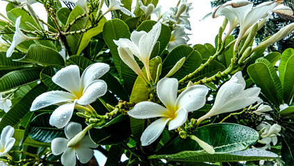 Full bloom frangipani flowers.