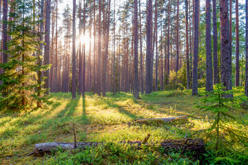 Fototapeta premium Forest where sun's rays pass through the trees.