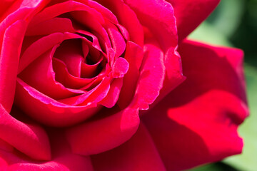 red rose closeup
