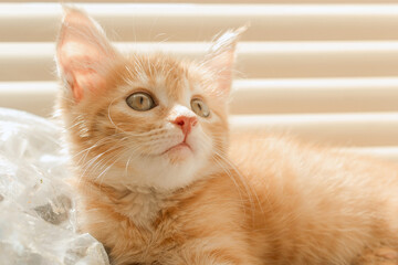 Cute orange kitten with large paws playing near the window. white jalousie on the background. selective focus